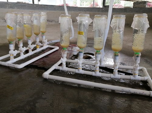 貴州省農科院水產所成功開展梵凈山麻魚人工繁殖